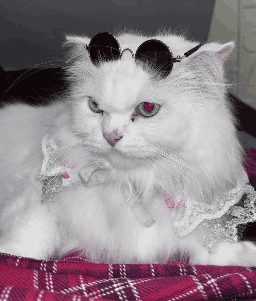 Milo — White Persian · 6 years